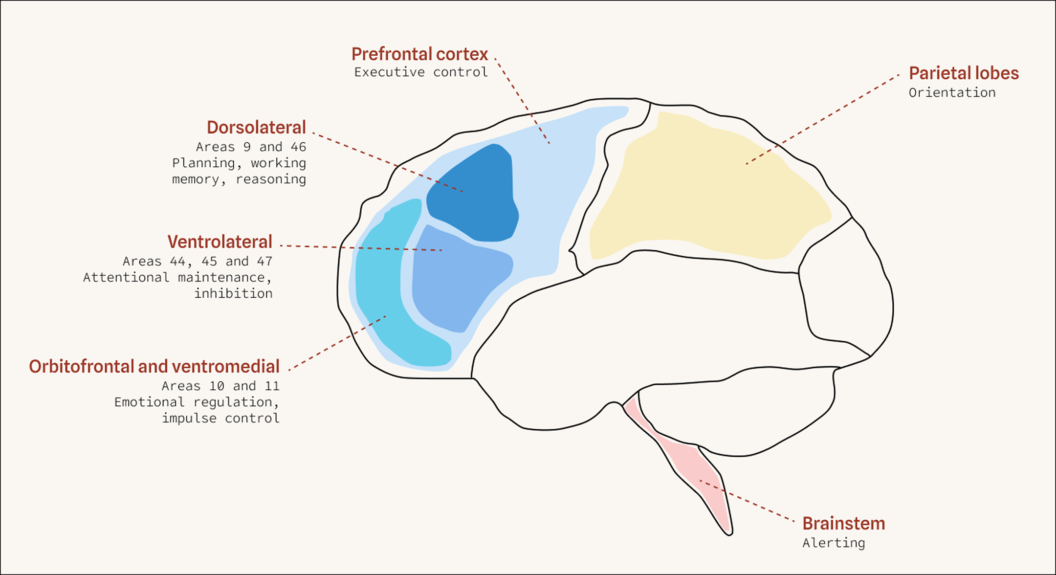 Prefrontal cortex diagram
